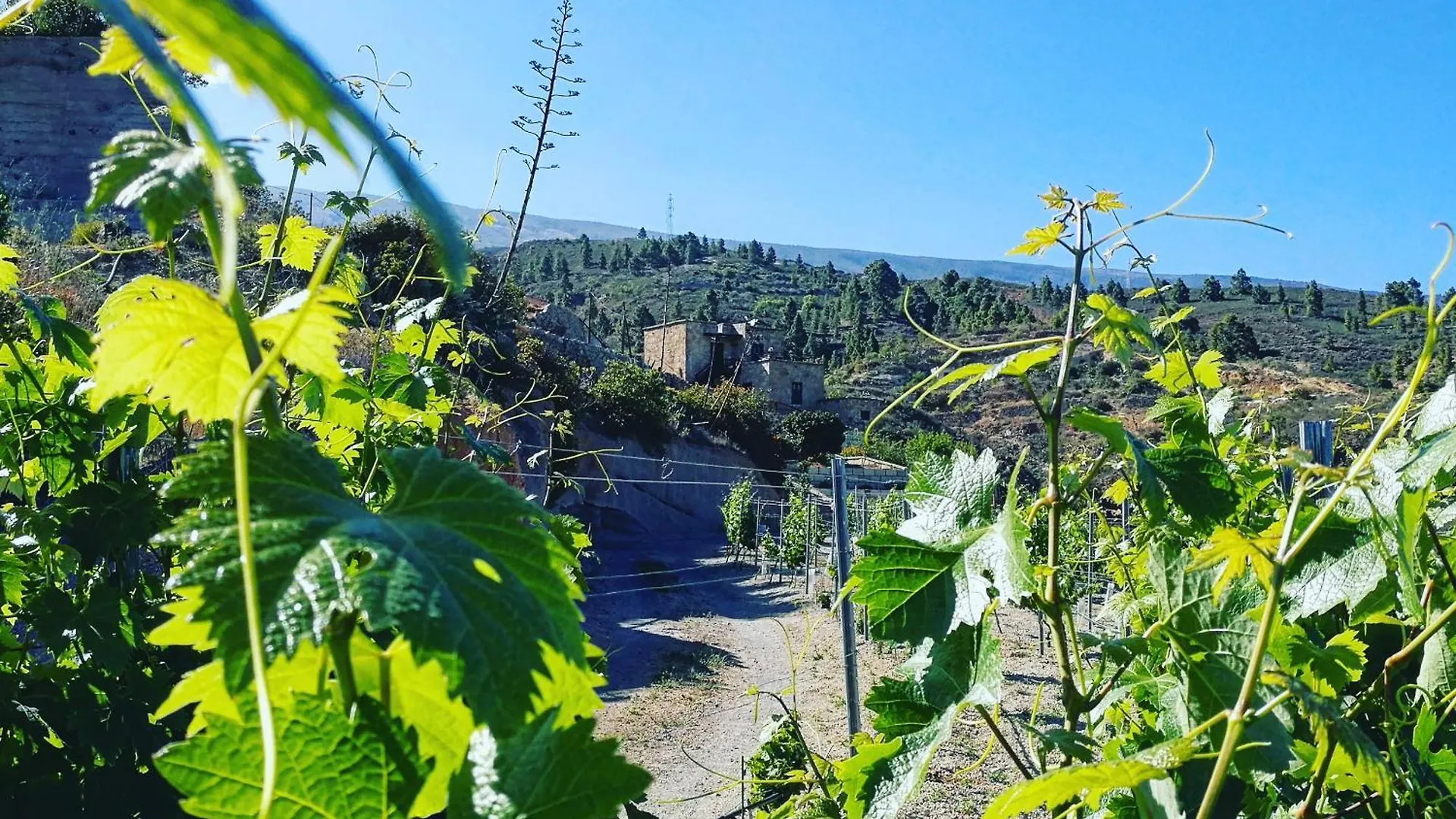 Las Vigas Arico Viejo
